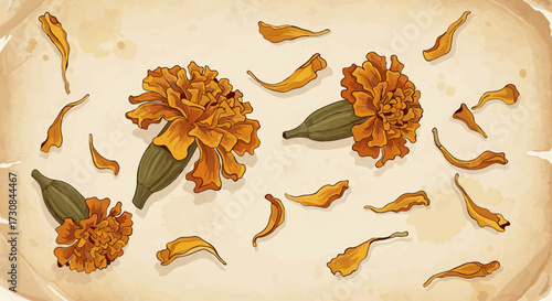 Elegant Natural Scene of Marigold Petals on Old Paper