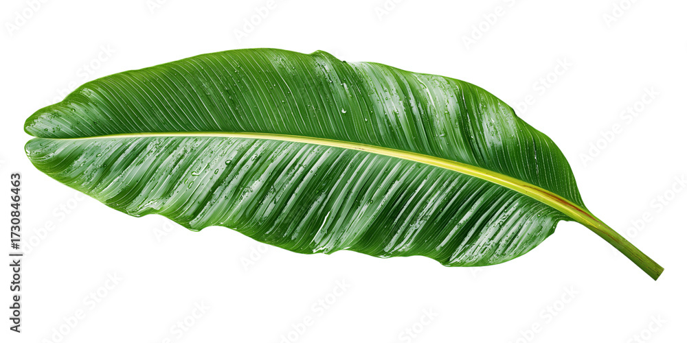 Obraz premium Green Banana Leaf with Water Droplets isolated on a transparent background