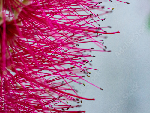 Photos Detail of a flower of the bottlebrush tree.
