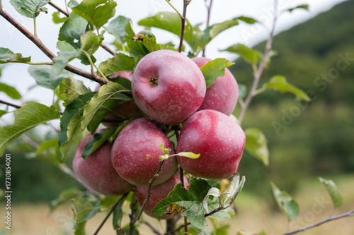 Fresh and organic red apples growing on an apple tree. Red and juicy apples on a tree. 