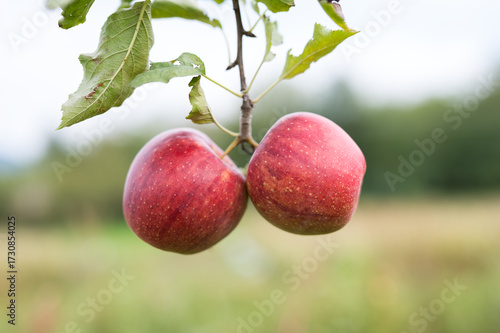 Two organic fresh red apples growing on tree. Fresh and juicy red apples. 