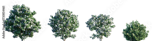 Fotografie Set of 4 Viburnum opulus (commonly known as the guelder-rose, or guelder rose) f