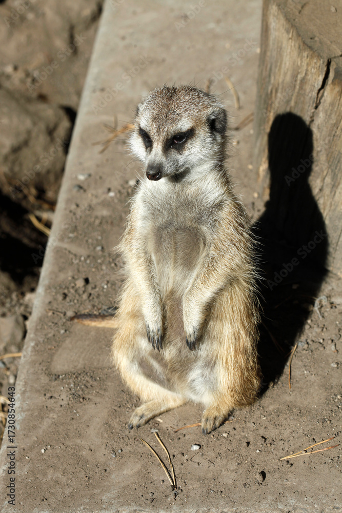 Fototapeta premium Portrait of cute small meerkat