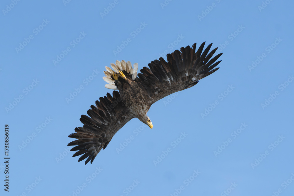 Fototapeta premium White-tailed eagle - Haliaeetus albicilla soaring gracefully in the clear blue sky above the Szczecin Lagoon, Poland. View of the bird's wings and tail from below.