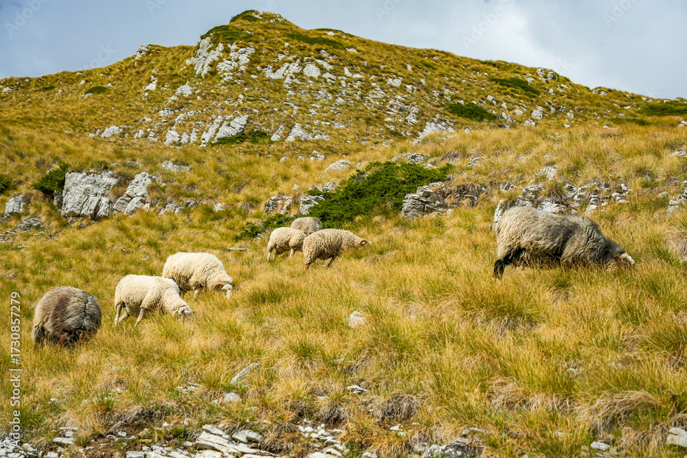 Fototapeta premium Sheep, goats, and rams grazing on golden hillside