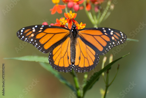 Butterfly 2019-262
Monarch butterfly (Danaus plexippus)