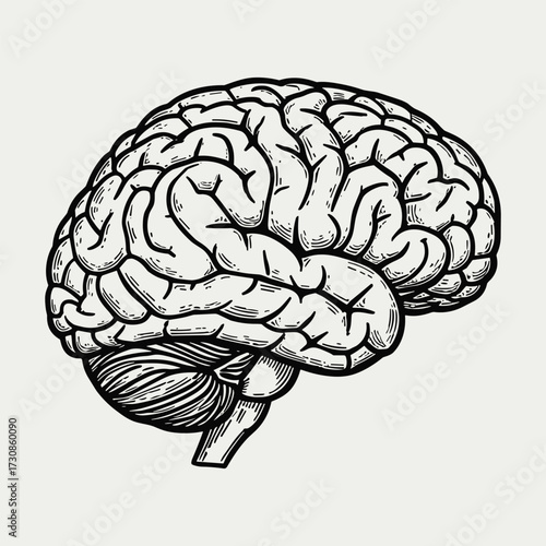 Detailed anatomical illustration of a human brain in a vintage engraving style, showing the cerebrum, cerebellum, and brainstem.