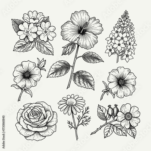 Vintage botanical illustration set featuring various detailed flowers and plants, including rose, hibiscus, primrose, and chamomile sketches.