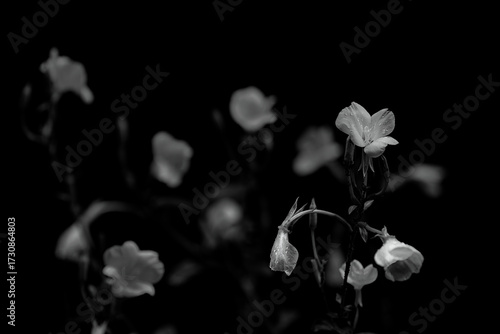 Blooming Flower in Black and White Tone