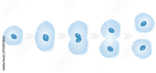 Simple cell dividing. vector illustration