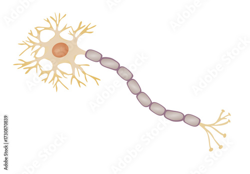 Nerve cell structure. vector illustration
