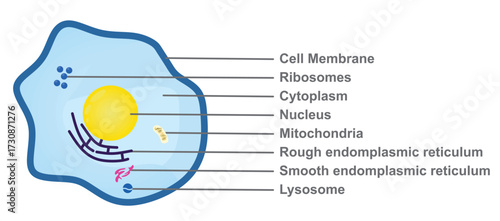 Human cell structure. vector illustration