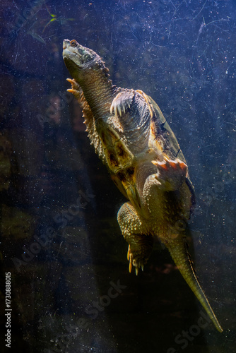 Snapping turtle in the water