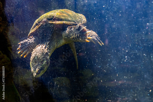 Snapping turtle in the water