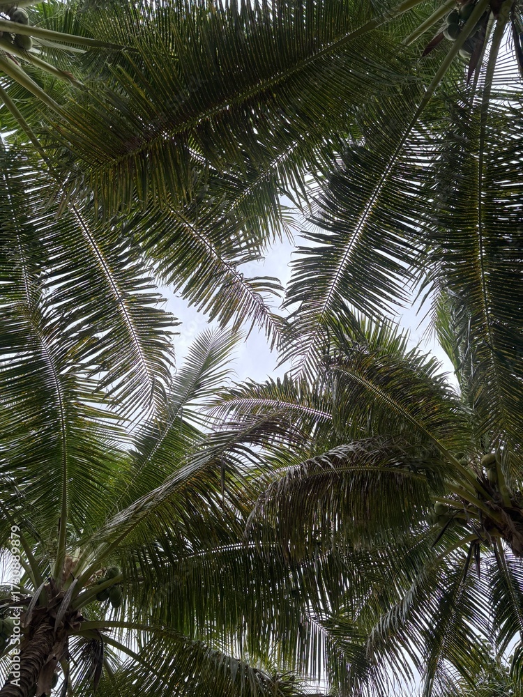 Fototapeta premium Palms