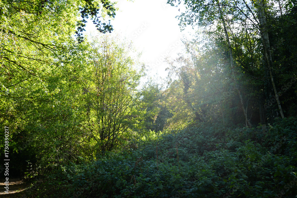 Fototapeta premium Sunlit green woodland trees and lush foliage with dappled light on a forest path at Oakham Nature Reserve, Mansfield, Nottinghamshire, England.