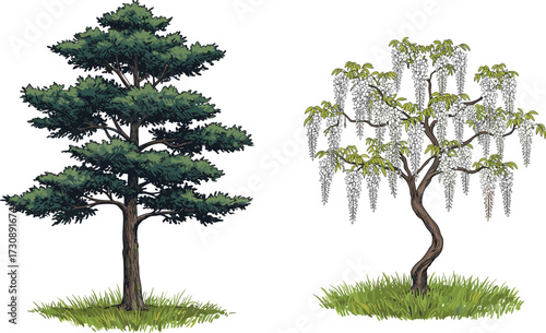 Realistic illustration of tall evergreen pine tree and blooming wisteria tree with hanging purple flowers, natural botanical landscape vector design