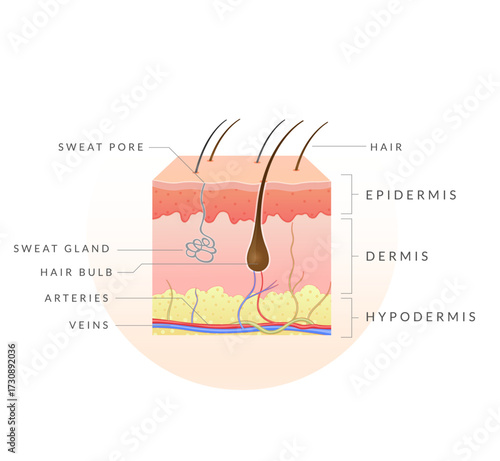 Anatomy of Skin - Stock Illustration