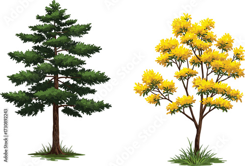 Realistic illustration of tall green pine tree and bright yellow flowering tree with blossoms, seasonal botanical vector nature landscape design
