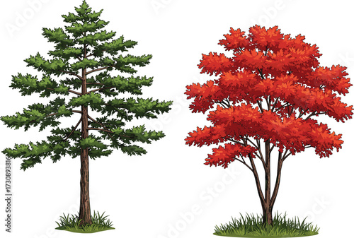 Realistic illustration of tall evergreen pine tree and vibrant red maple tree with autumn foliage, seasonal botanical landscape design, eco friendly detailed nature vector art