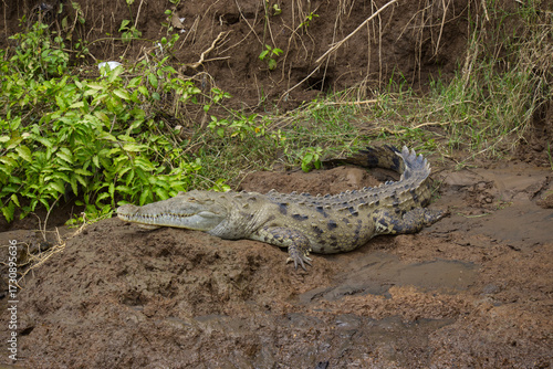 Crocodile resting on the bank of Rio Grande de Tarcoles  - the River in Puntarenas province, Costa Rica, Central America