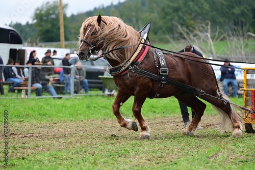Schönes Kaltblutpferd zieht bei einer Zugleistungsprüfung einen mit Gewichten beladenen Schlitten über eine Wiese