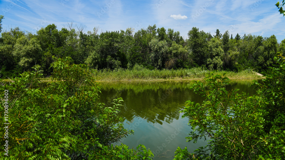 Fototapeta premium River flowing through a lush green forest on a sunny summer day