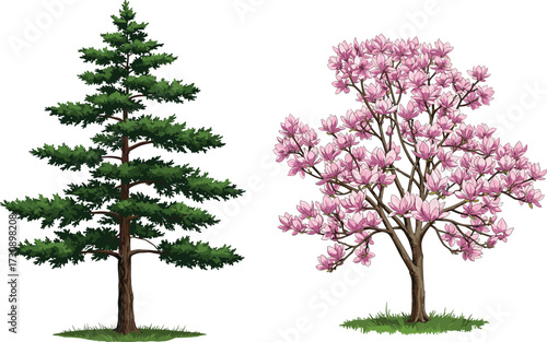 Vector illustration of evergreen pine tree and blooming magnolia tree with pink flowers, natural garden landscaping plants, seasonal floral forest greenery, decorative outdoor botanical artwork