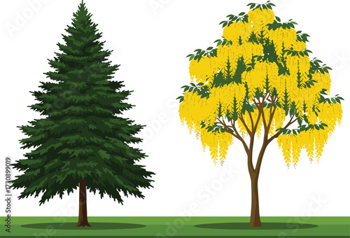 Green pine evergreen tree vector illustration, yellow flowering laburnum tree design, natural landscape garden elements, outdoor decorative forest plants, seasonal botanical flora graphic artwork