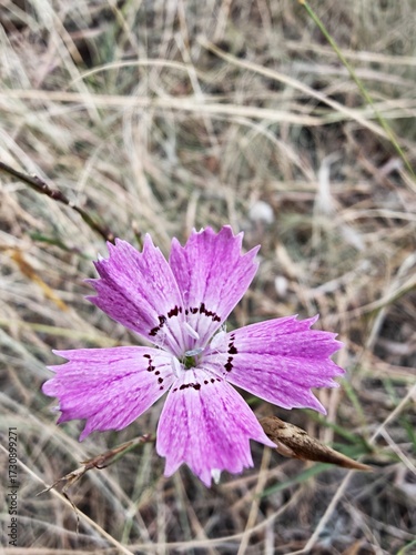 Purple flower in spring