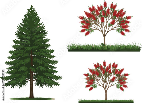 Evergreen pine tree illustration, red bottlebrush flowering trees vector, decorative green grass plants