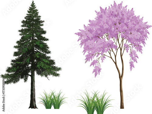 Evergreen pine tree illustration, purple flowering jacaranda tree vector, decorative green grass plants,