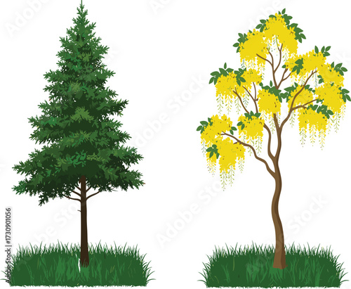 Evergreen pine tree illustration, golden shower tree vector, tropical yellow flowering plant artwork,