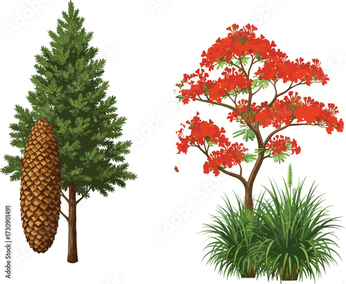Pine tree with large pinecone illustration, blooming red flame tree vector, decorative tropical plants, 