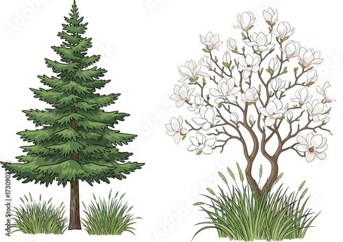 Green pine tree illustration, blooming magnolia flower tree vector, natural outdoor garden artwork,