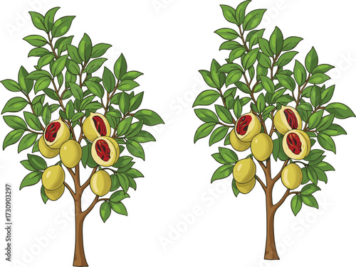 Nutmeg Fruit Tree with Green Leaves and Yellow Fruits Vector Illustration Isolated on White Background for Botanical and Culinary Design Use
