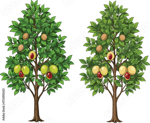 Nutmeg tree with green leaves and ripe fruits, tropical spice plant illustration, isolated on white background for botanical uses.