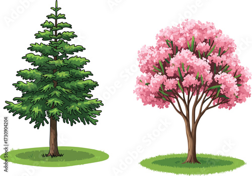 Beautiful evergreen pine tree illustration, blooming pink cherry blossom tree drawing, detailed spring 