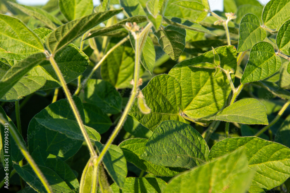 custom made wallpaper toronto digitalLush soybean foliage displays vibrant green hues, showcasing healthy growth in a well-maintained agricultural field on a sunny day