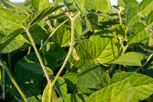 Wallpaper Mural Lush soybean foliage displays vibrant green hues, showcasing healthy growth in a well-maintained agricultural field on a sunny day Torontodigital.ca
