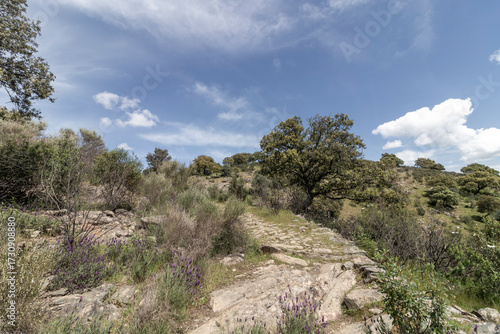 Monfragüe national park path with wild lavender