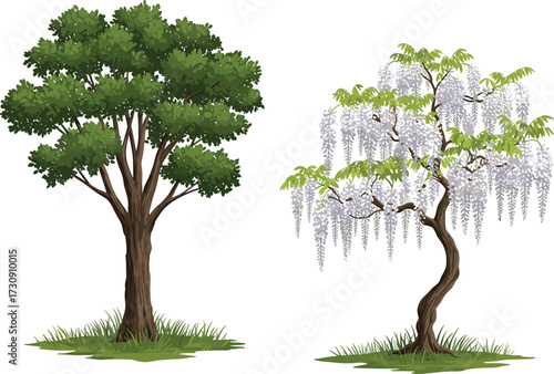 Green leafy tree and purple flowering wisteria tree illustration, botanical landscape artwork, seasonal contrast design element, cad drawing flat vector illustration