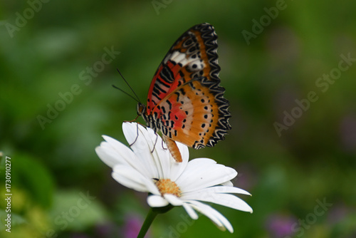 Butterfly 2022-27
Leopard Lacewing (Cethosia Cyane)