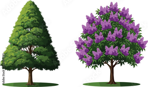 tree, foliage, blossom, seasonal, coniferous, evergreen, deciduous, flowering, ornamental, purple, nature, landscape, vector, illustration, green, trunk, contrast