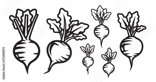 Beetroot Vegetable Line Art Vector Illustration