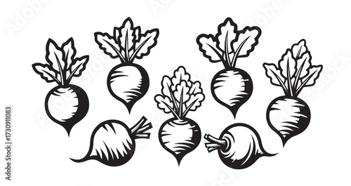 Beetroot Vegetable Line Art Vector Illustration
