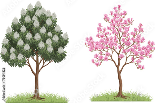tree, foliage, blossom, seasonal, deciduous, flowering, ornamental, magnolia, cherry, nature, landscape, vector, illustration, green, white, pink, trunk, contrast, flora, comparison