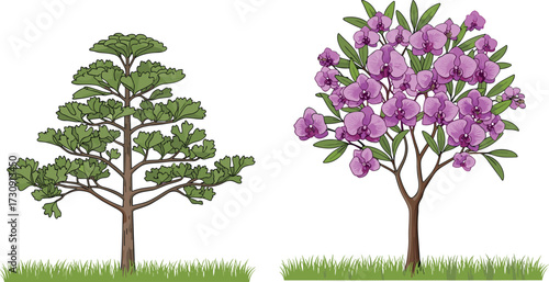 tree, foliage, blossom, seasonal, coniferous, evergreen, deciduous, flowering, ornamental, pine, purple, nature, landscape, vector, illustration, green, trunk, contrast, flora, comparison