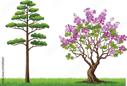 tree, foliage, blossom, seasonal, coniferous, evergreen, deciduous, flowering, ornamental, purple, nature, landscape, vector, illustration, green, trunk, contrast, flora, outdoor, comparison