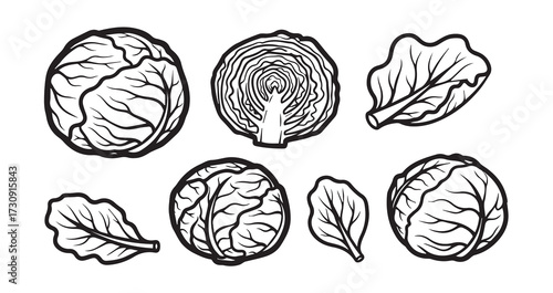 Cabbage Vegetable Line Art Organic Food Design